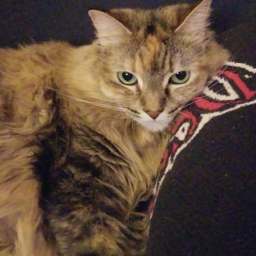Free cat 🐈 hair with every purchase !!!!